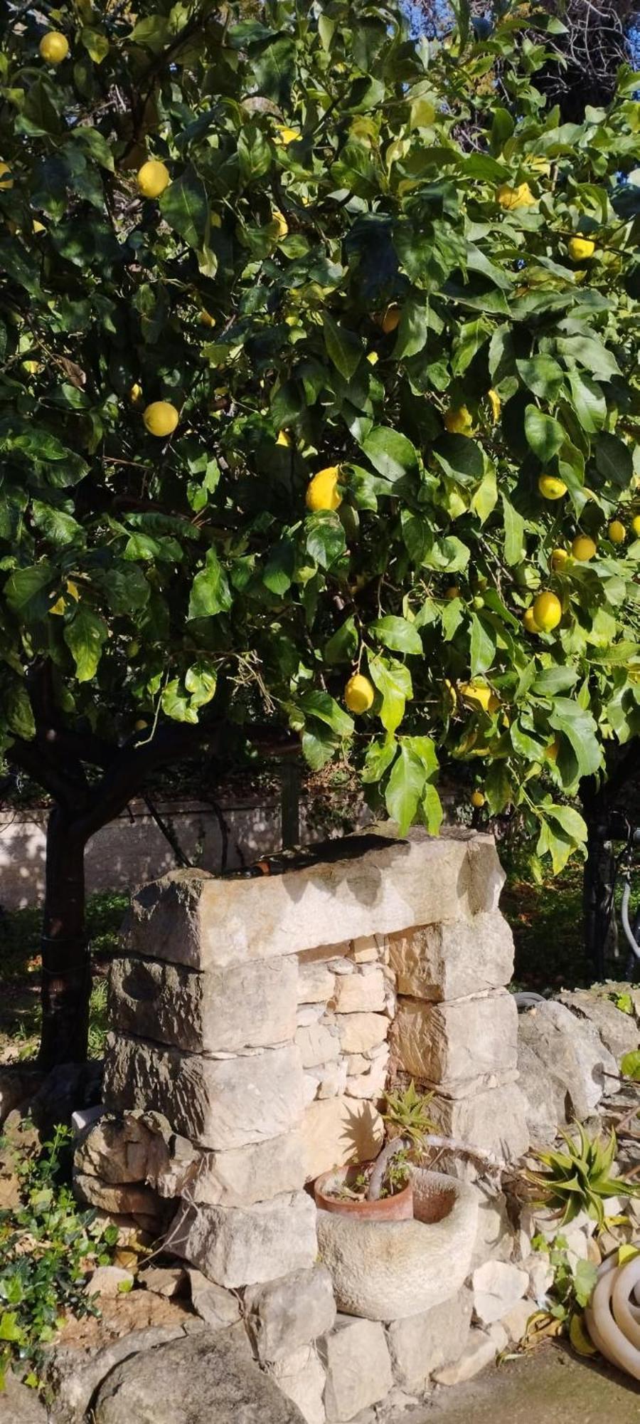 فيلا Zacchitella Garden House روسوليني المظهر الخارجي الصورة